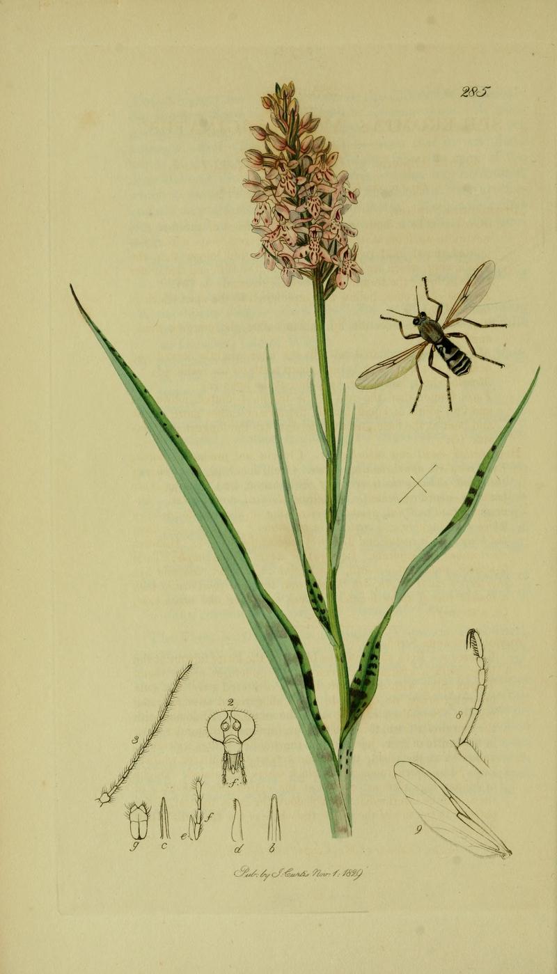 Britishentomologyvolume8Plate285