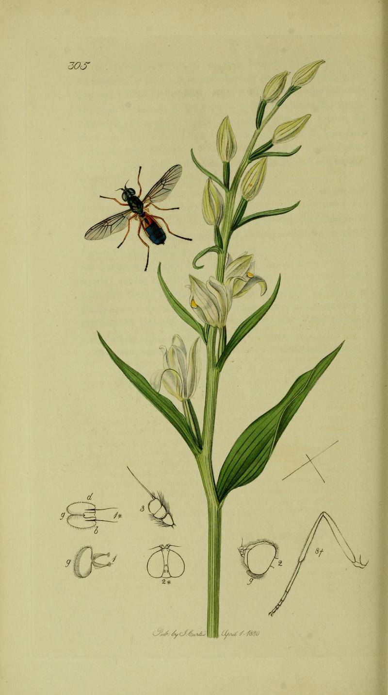 Britishentomologyvolume8Plate305