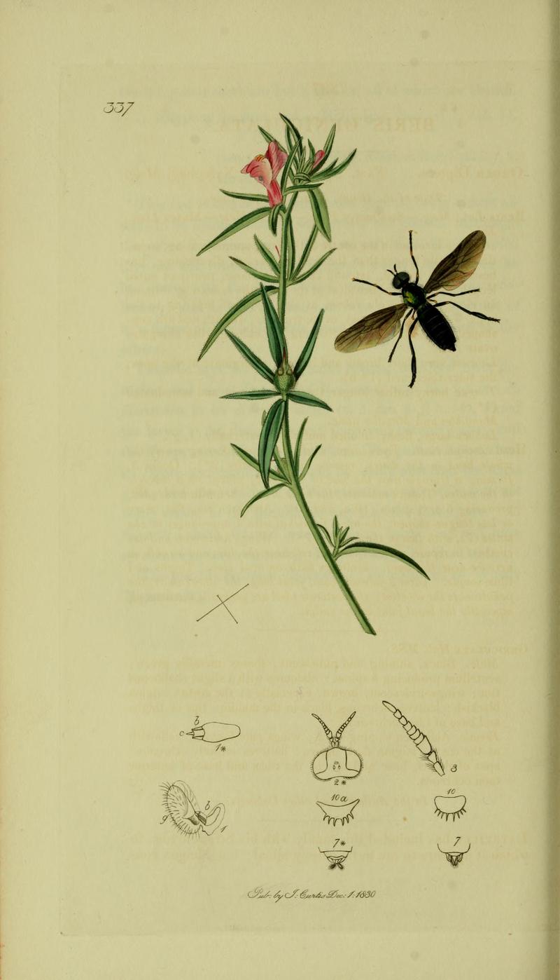 Britishentomologyvolume8Plate337