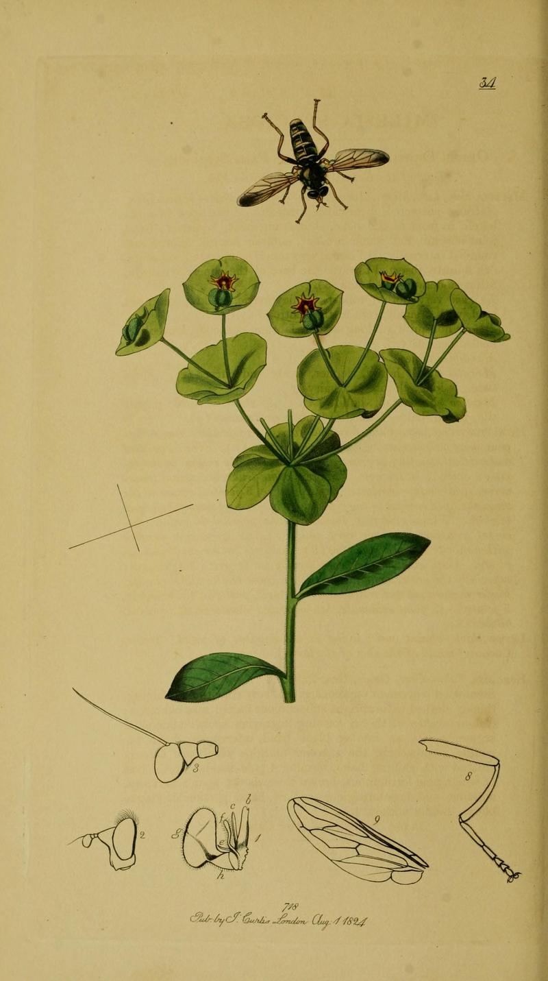 Britishentomologyvolume8Plate34