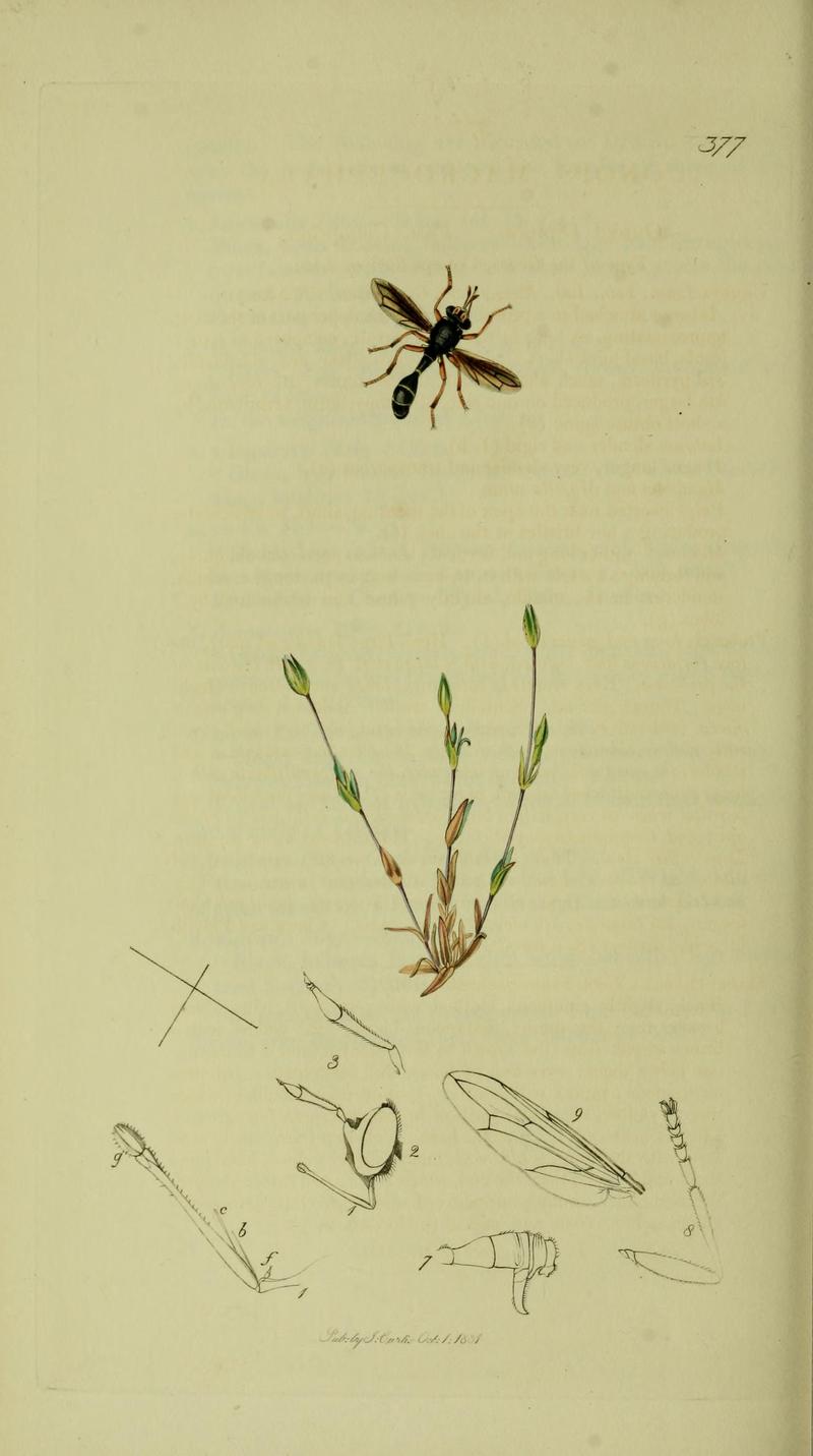 Britishentomologyvolume8Plate377