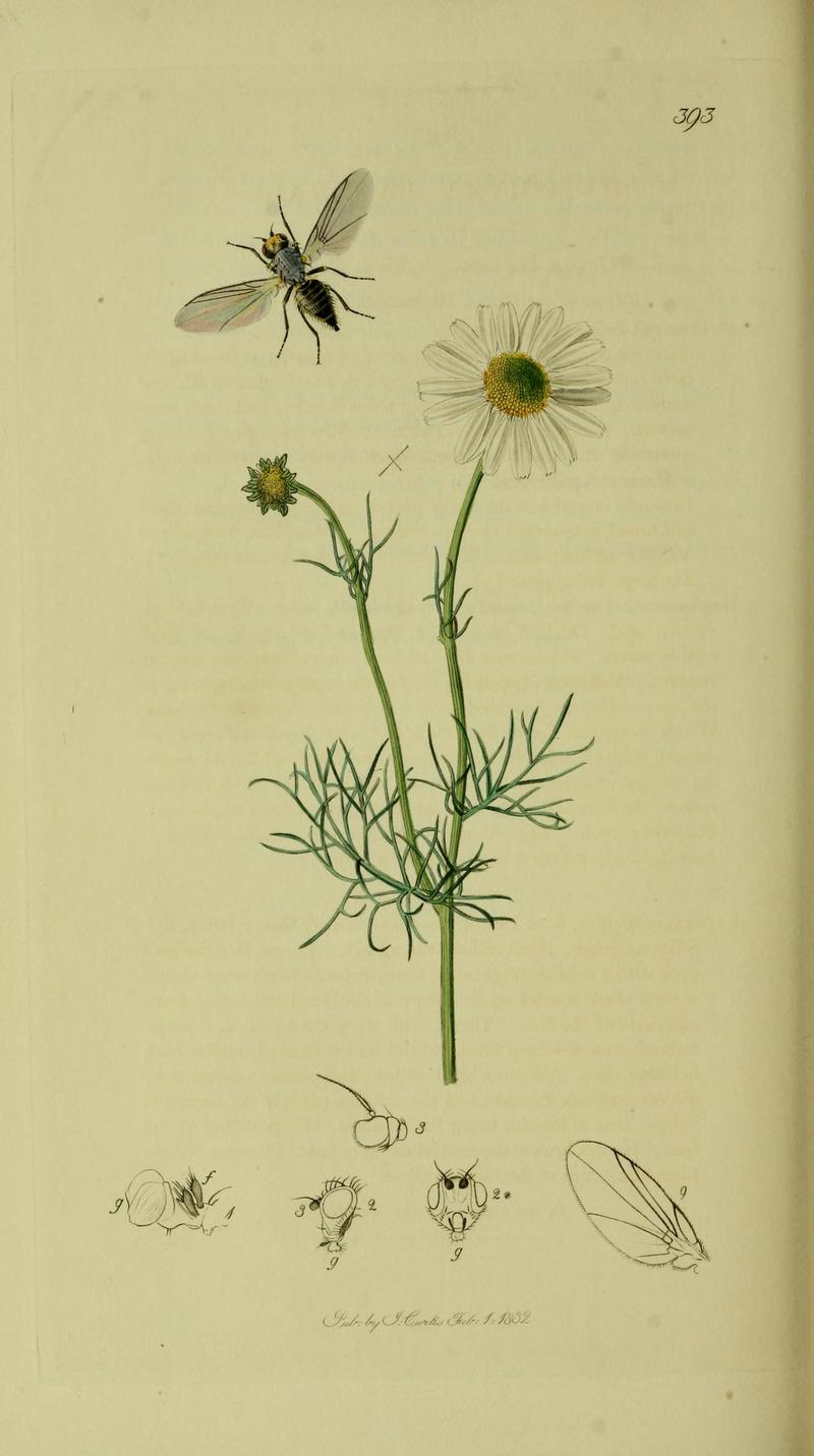 Britishentomologyvolume8Plate393