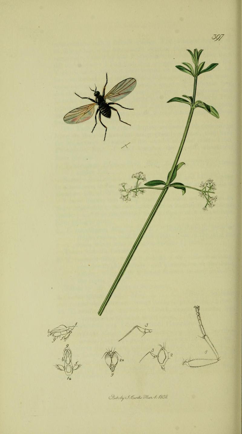 Britishentomologyvolume8Plate397