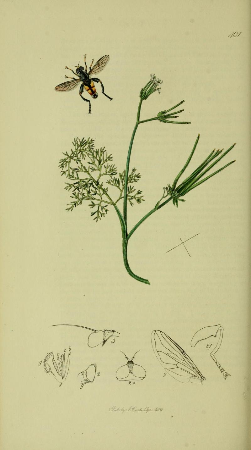Britishentomologyvolume8Plate401