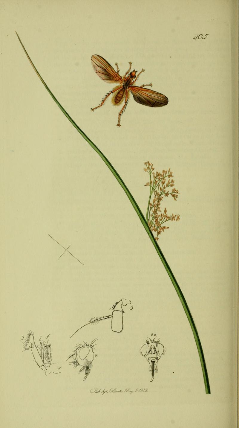 Britishentomologyvolume8Plate405