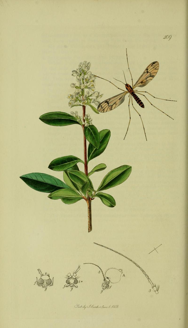 Britishentomologyvolume8Plate409