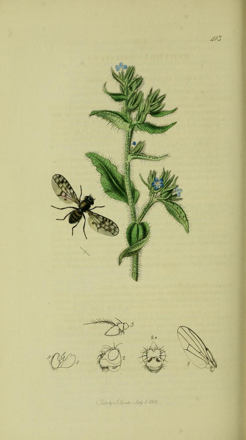 Britishentomologyvolume8Plate413