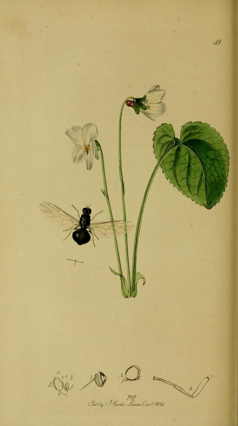 Britishentomologyvolume8Plate42
