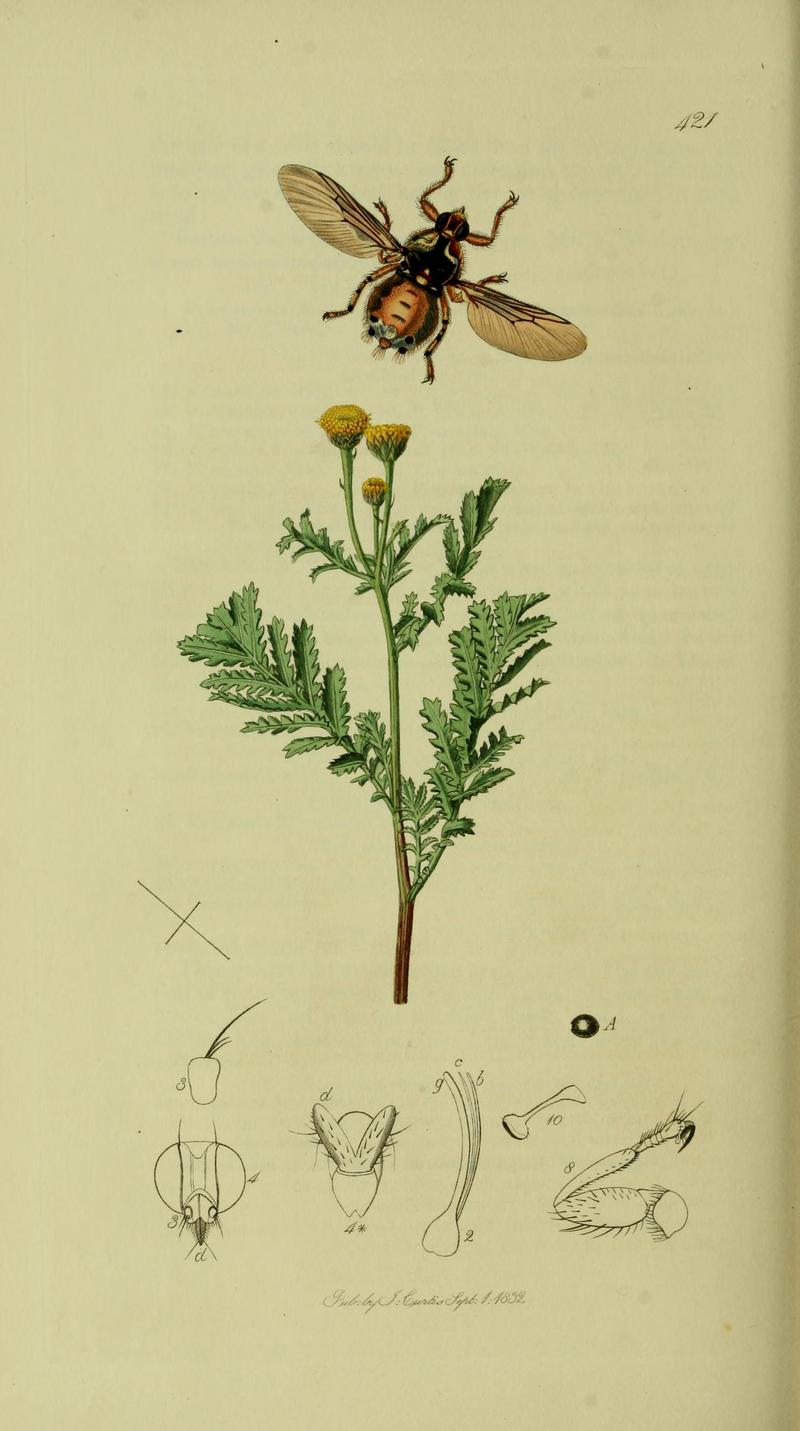 Britishentomologyvolume8Plate421