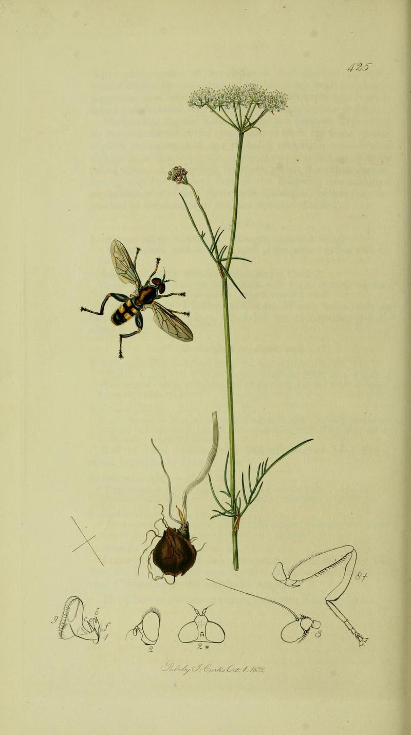 Britishentomologyvolume8Plate425