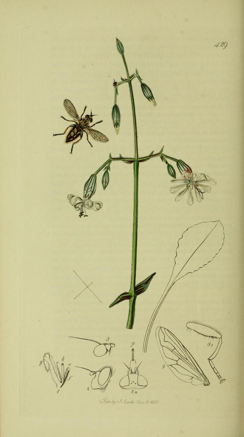 Britishentomologyvolume8Plate429