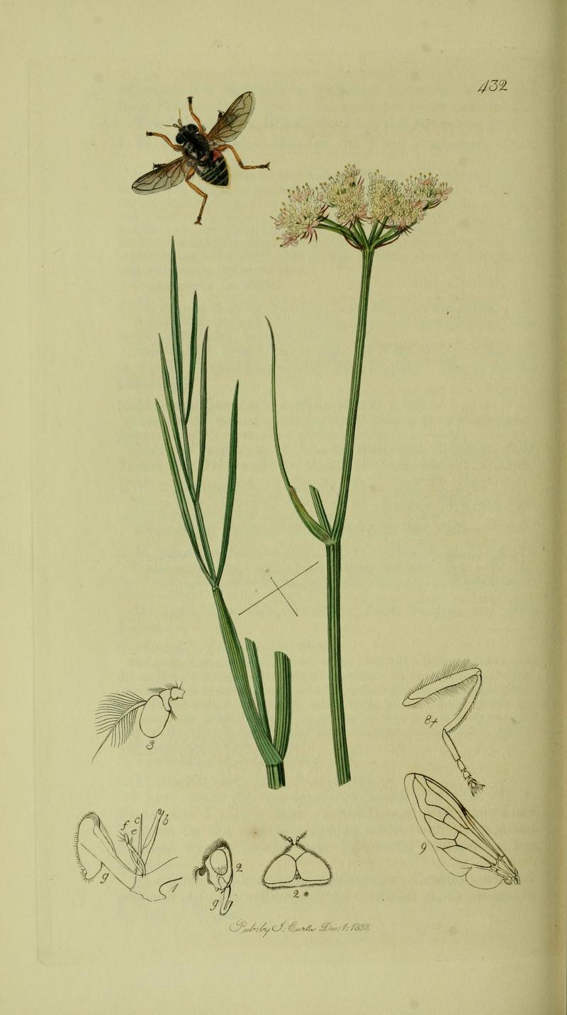 Britishentomologyvolume8Plate432