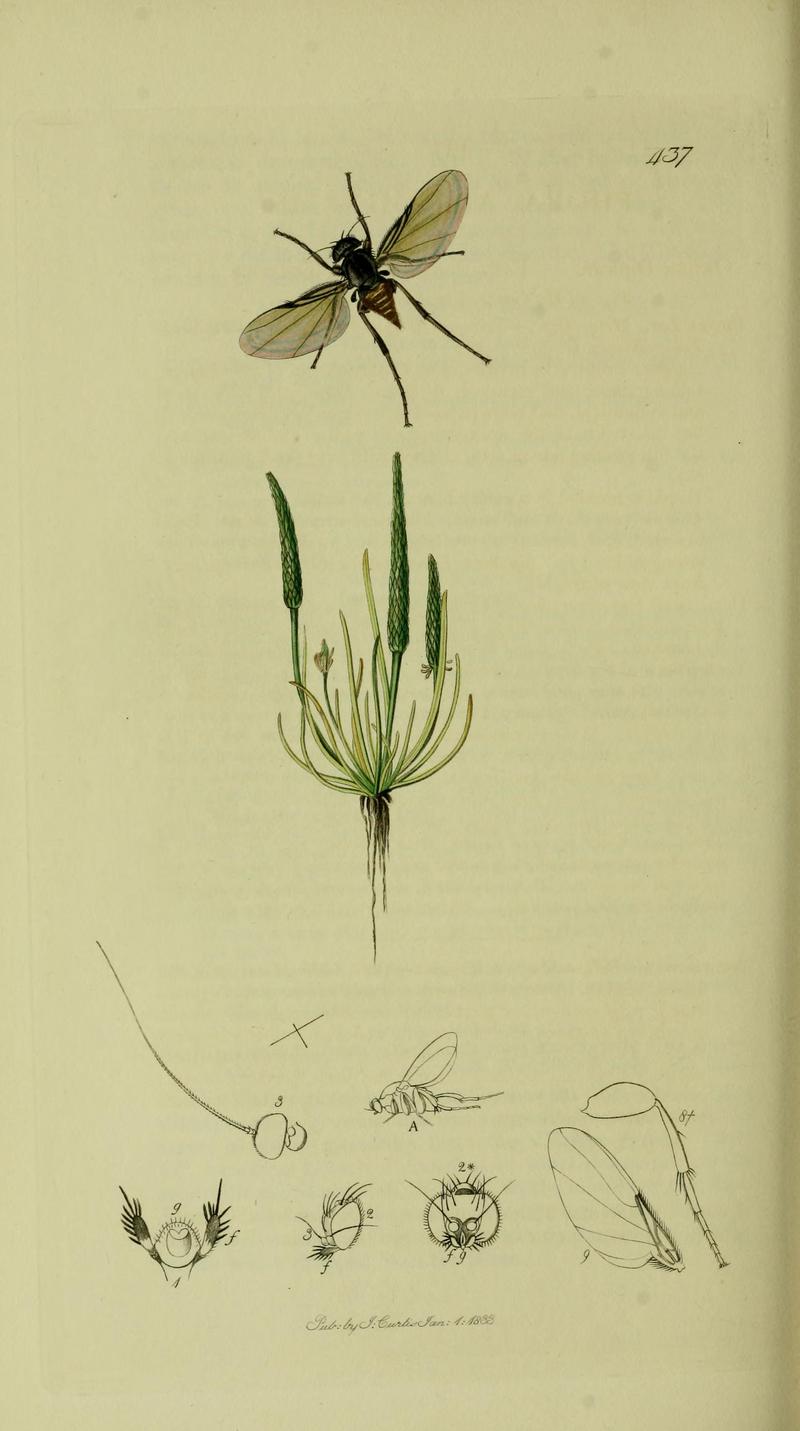 Britishentomologyvolume8Plate437