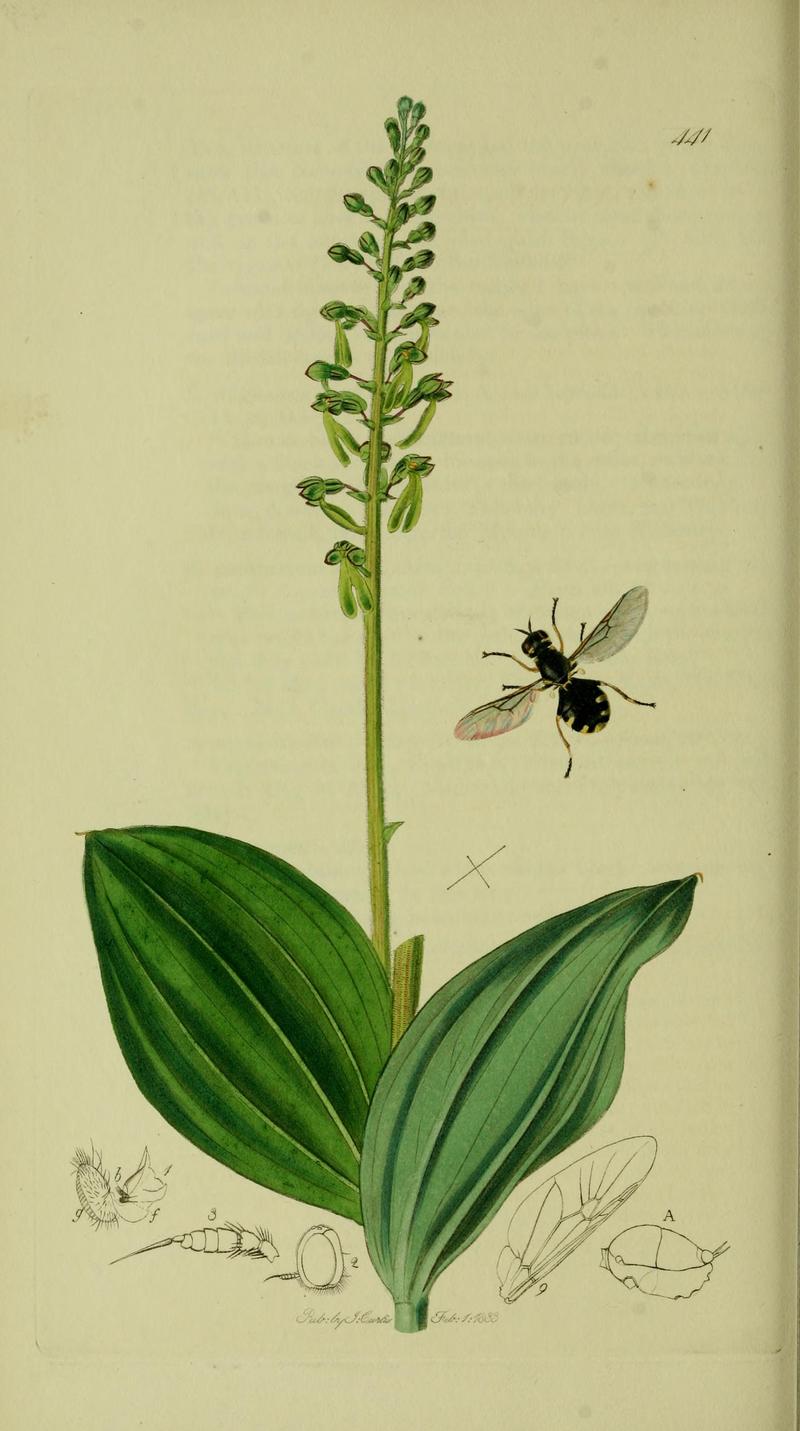 Britishentomologyvolume8Plate441