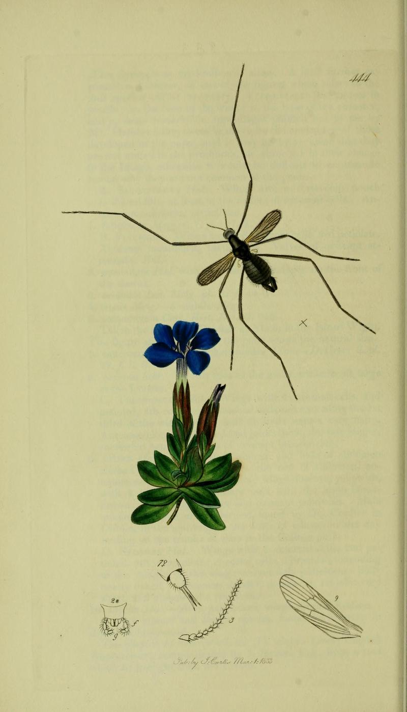 Britishentomologyvolume8Plate444