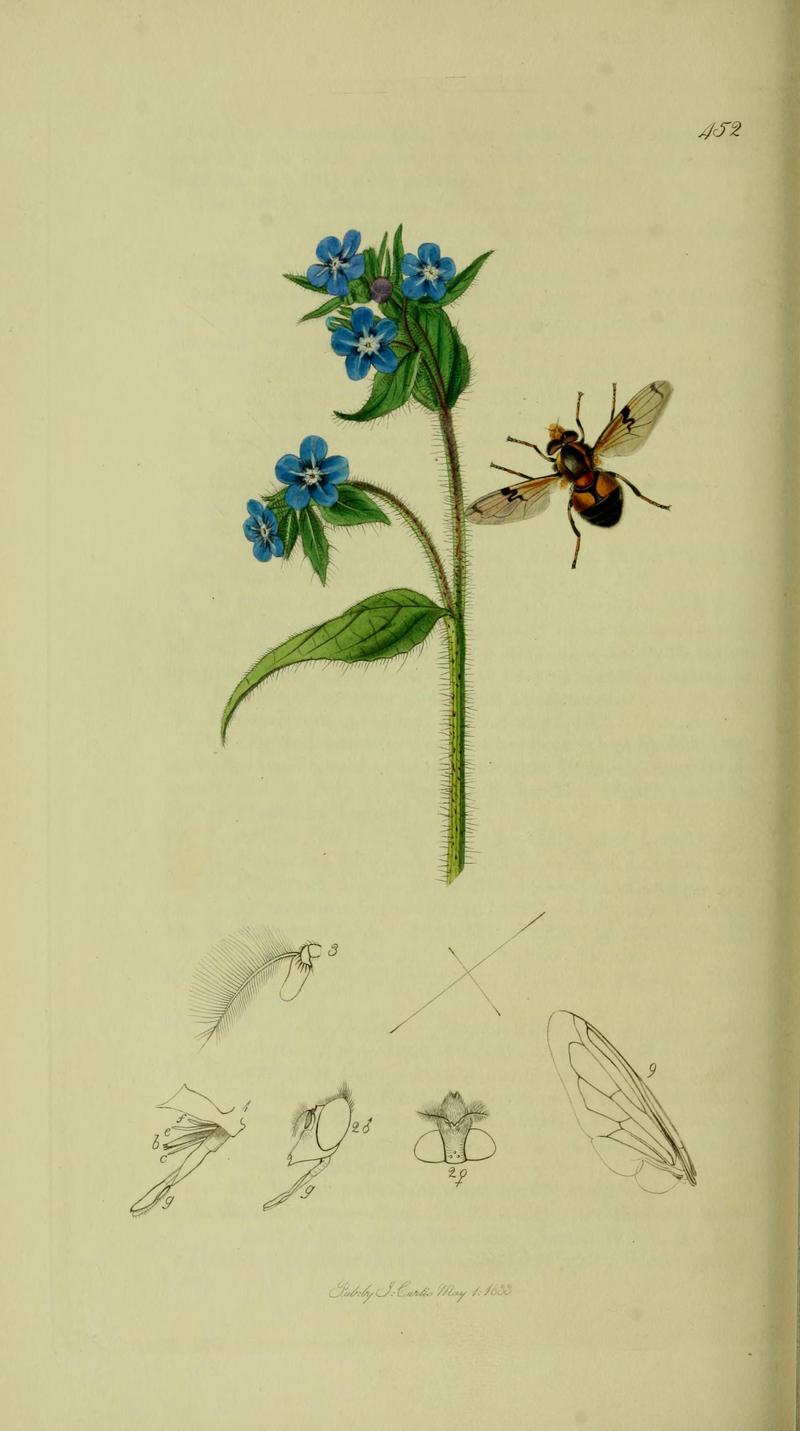 Britishentomologyvolume8Plate452