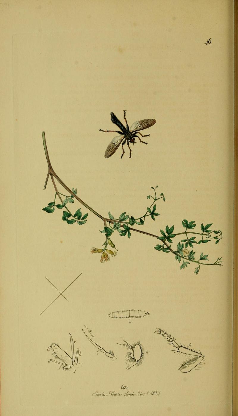 Britishentomologyvolume8Plate46