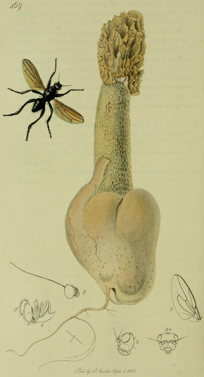 Britishentomologyvolume8Plate469