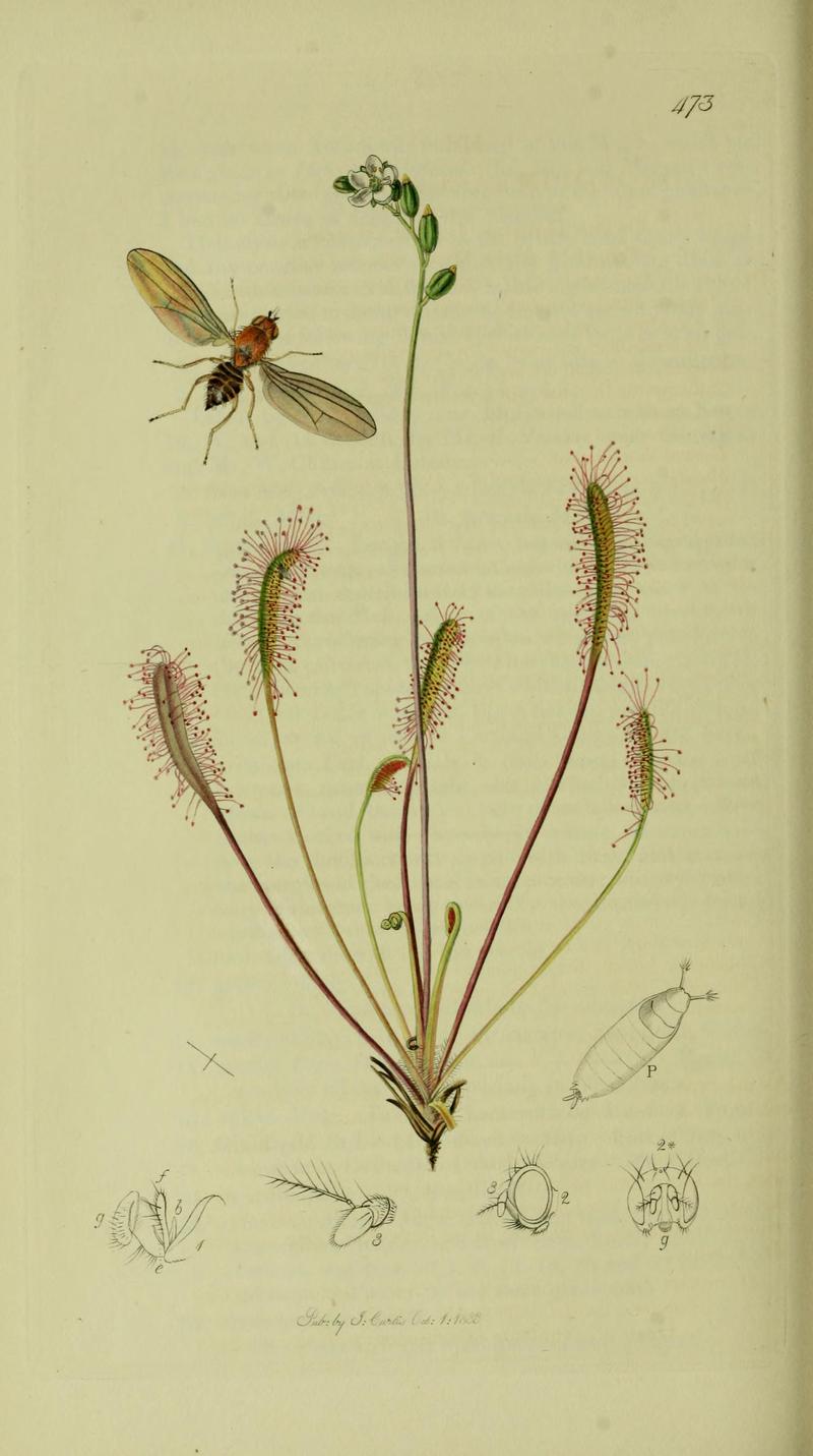 Britishentomologyvolume8Plate473