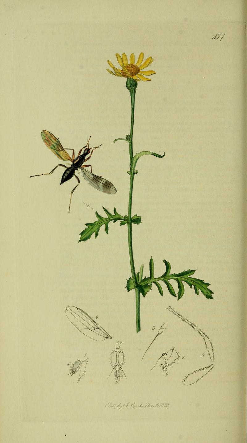 Britishentomologyvolume8Plate477
