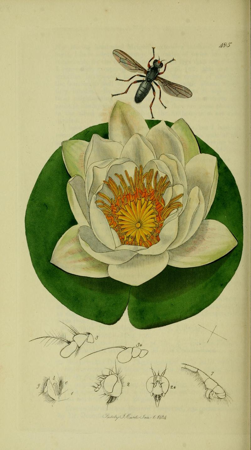 Britishentomologyvolume8Plate485