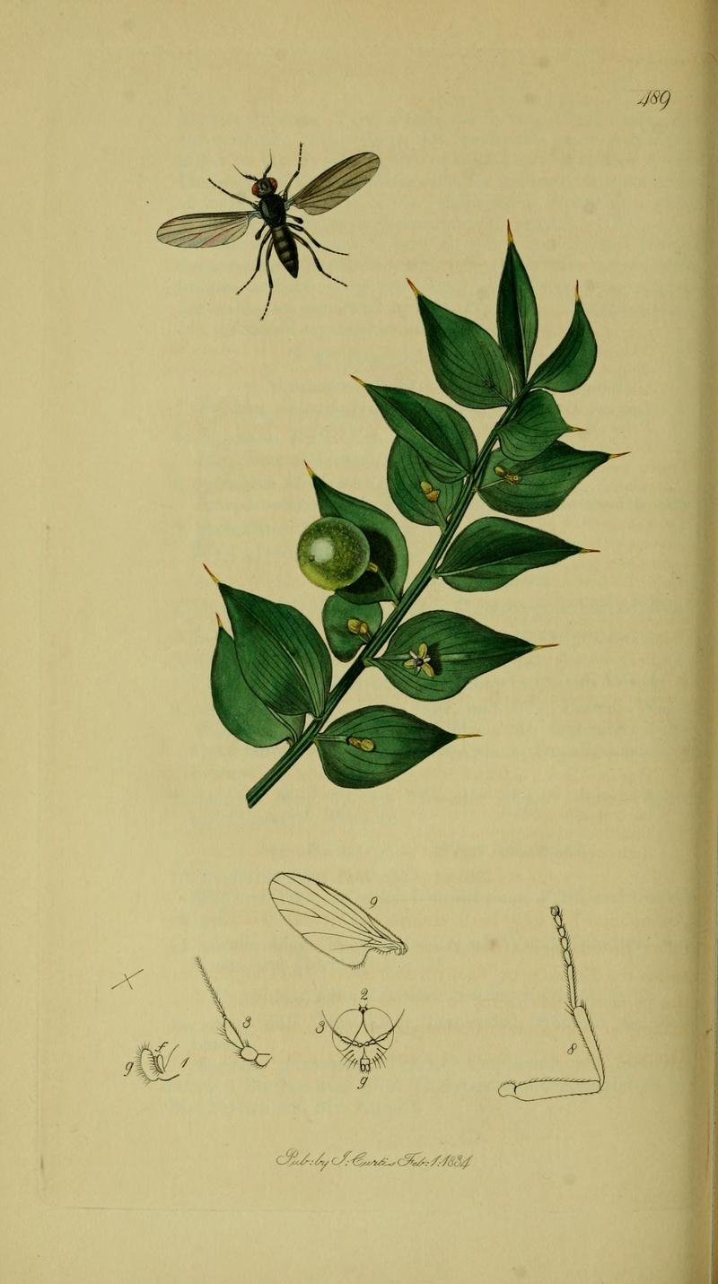 Britishentomologyvolume8Plate489