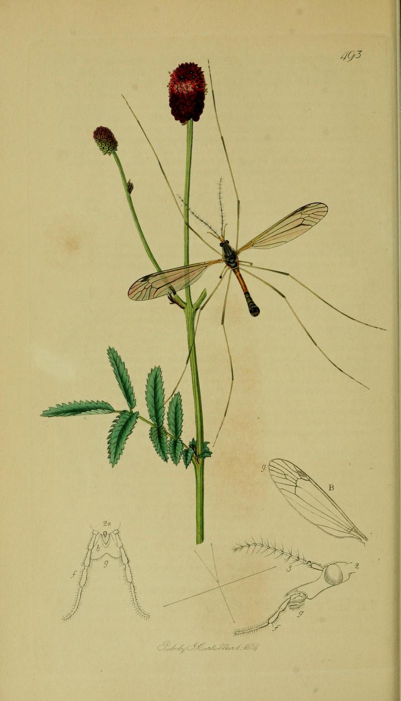 Britishentomologyvolume8Plate493