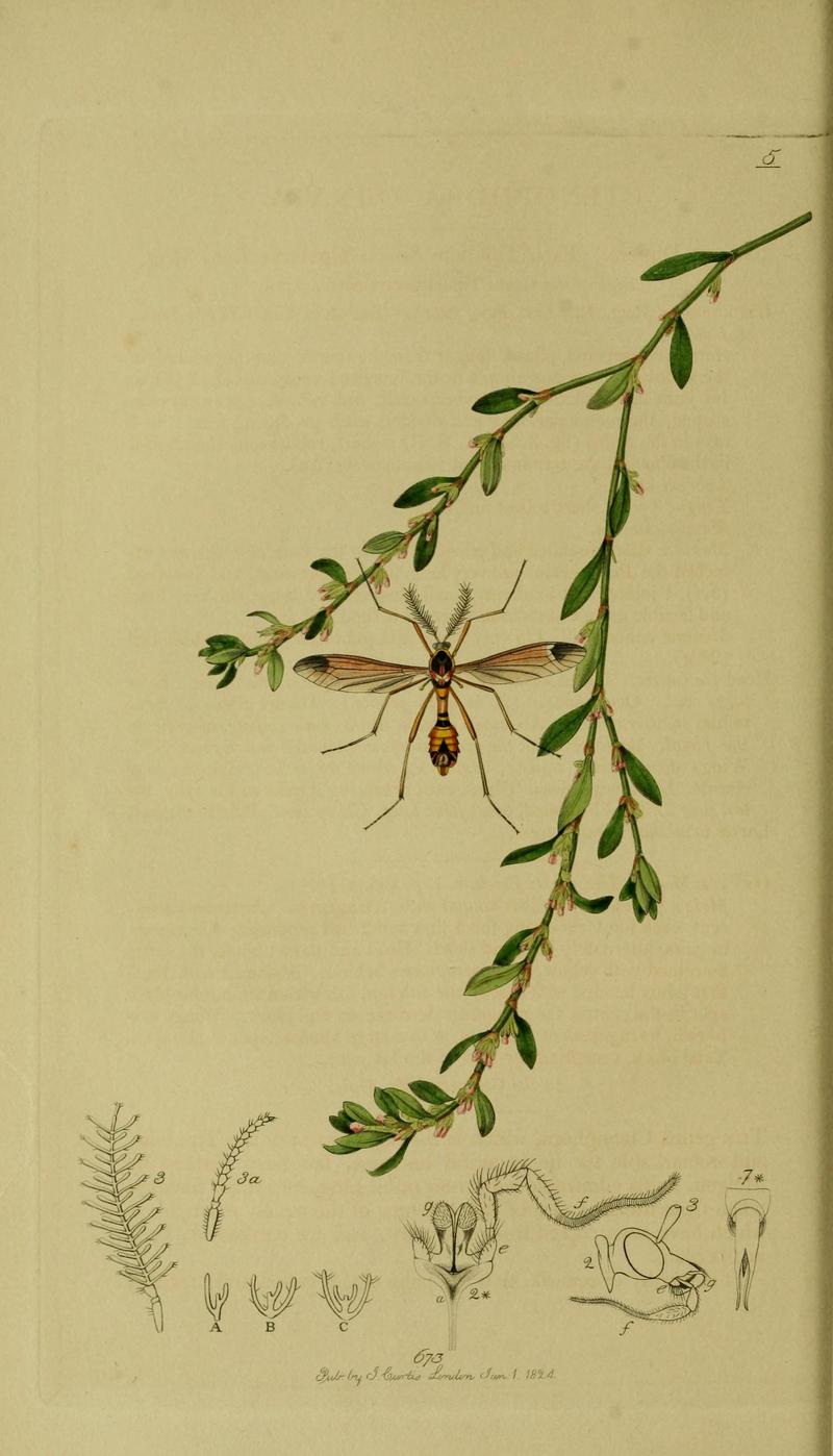 Britishentomologyvolume8Plate5