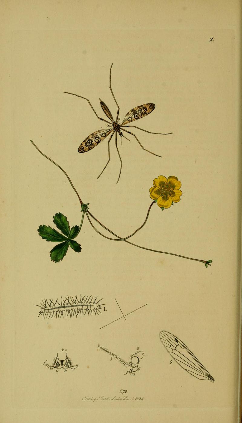Britishentomologyvolume8Plate50