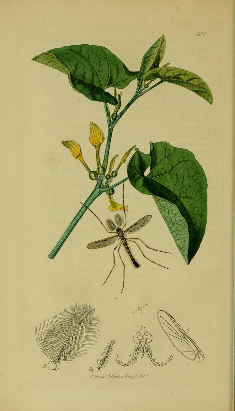 Britishentomologyvolume8Plate501