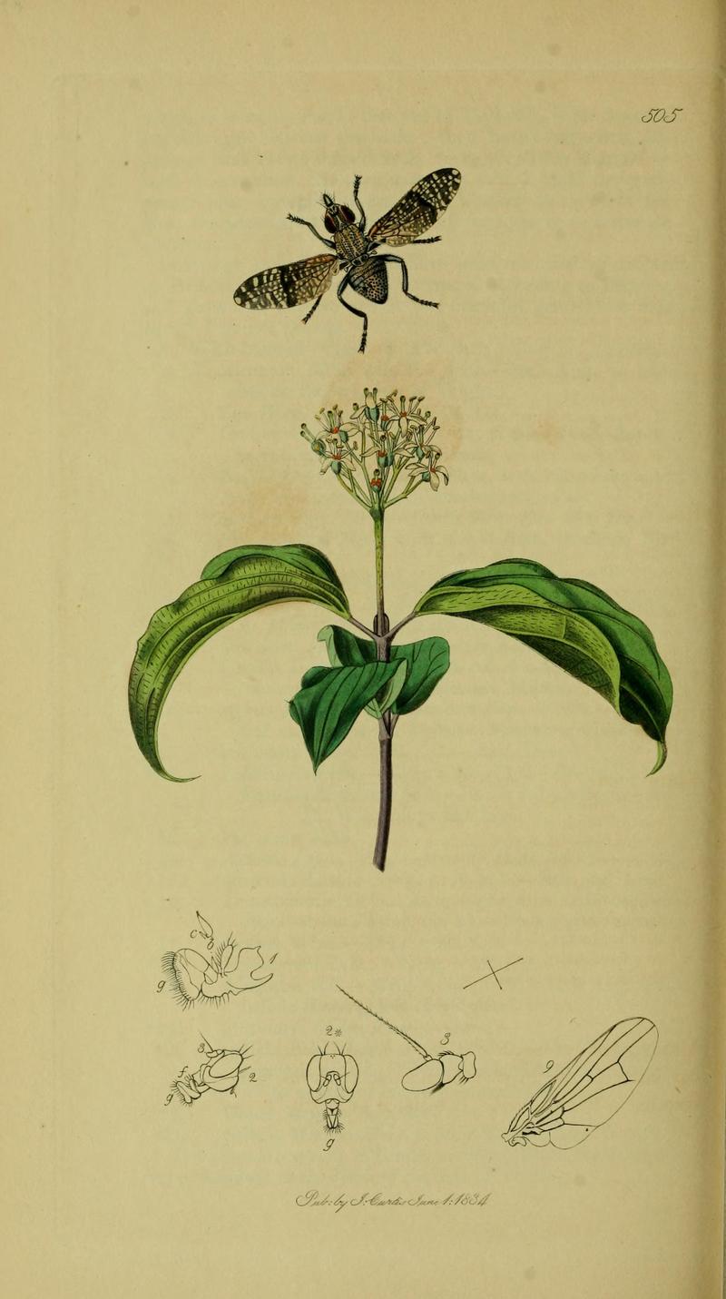 As File Platystoma seminationis Spotted Flatheaded Fly