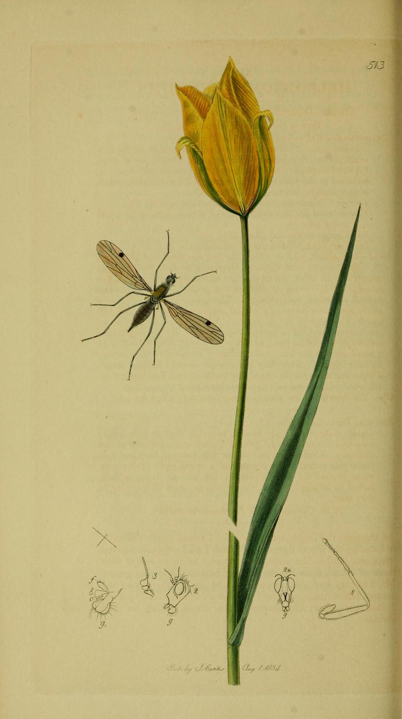 Britishentomologyvolume8Plate513