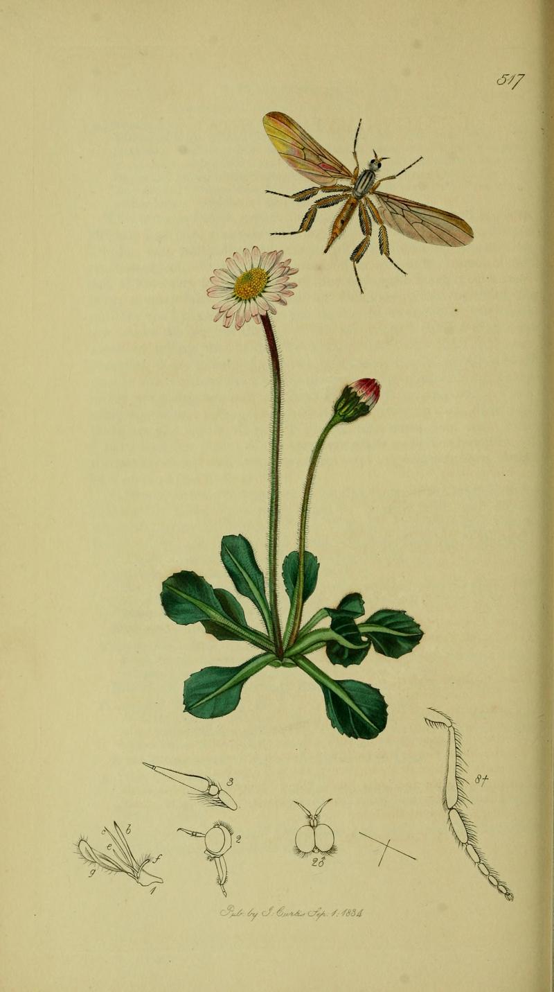 Britishentomologyvolume8Plate517