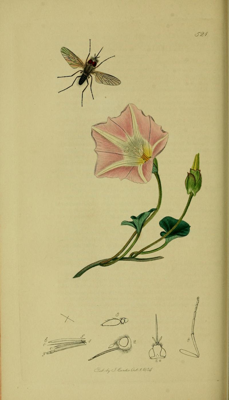 Britishentomologyvolume8Plate521