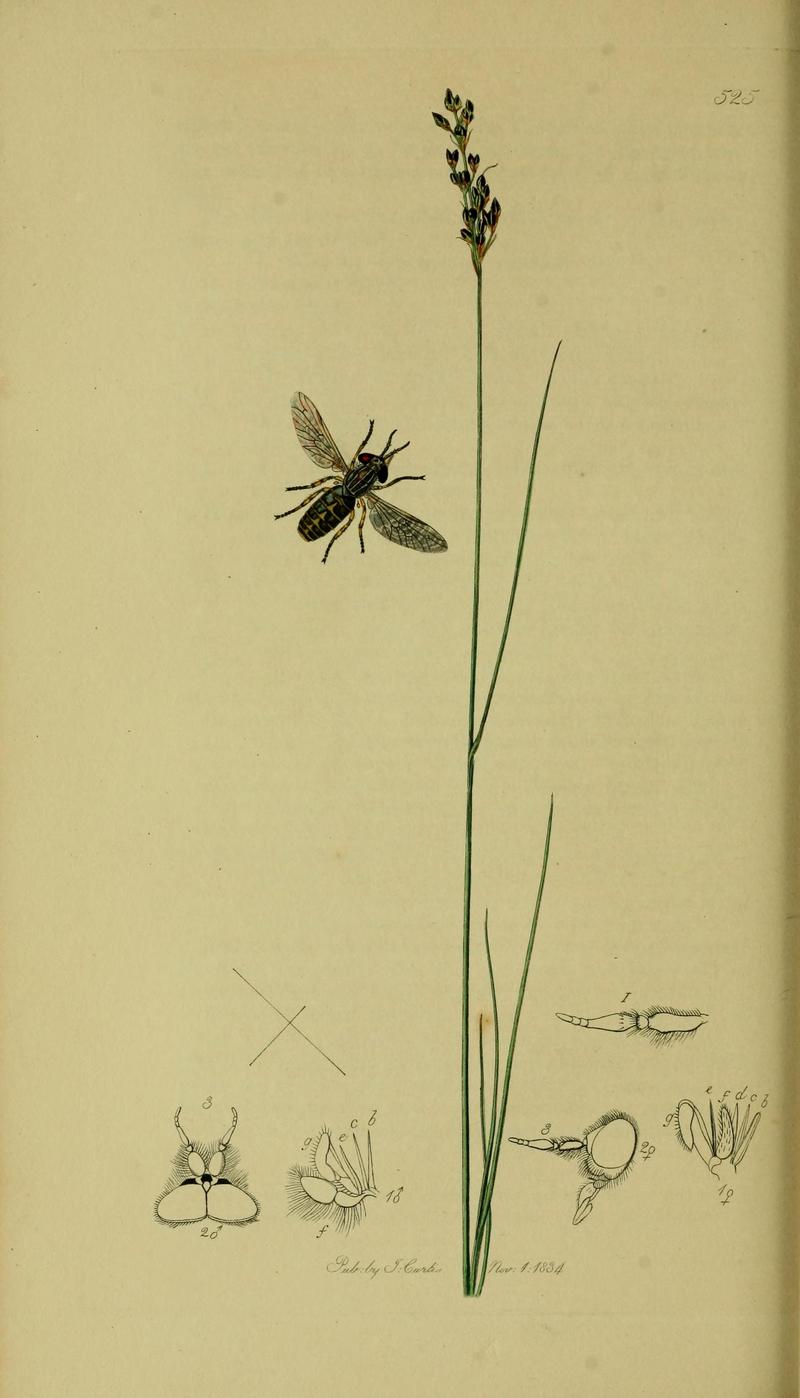 Britishentomologyvolume8Plate525