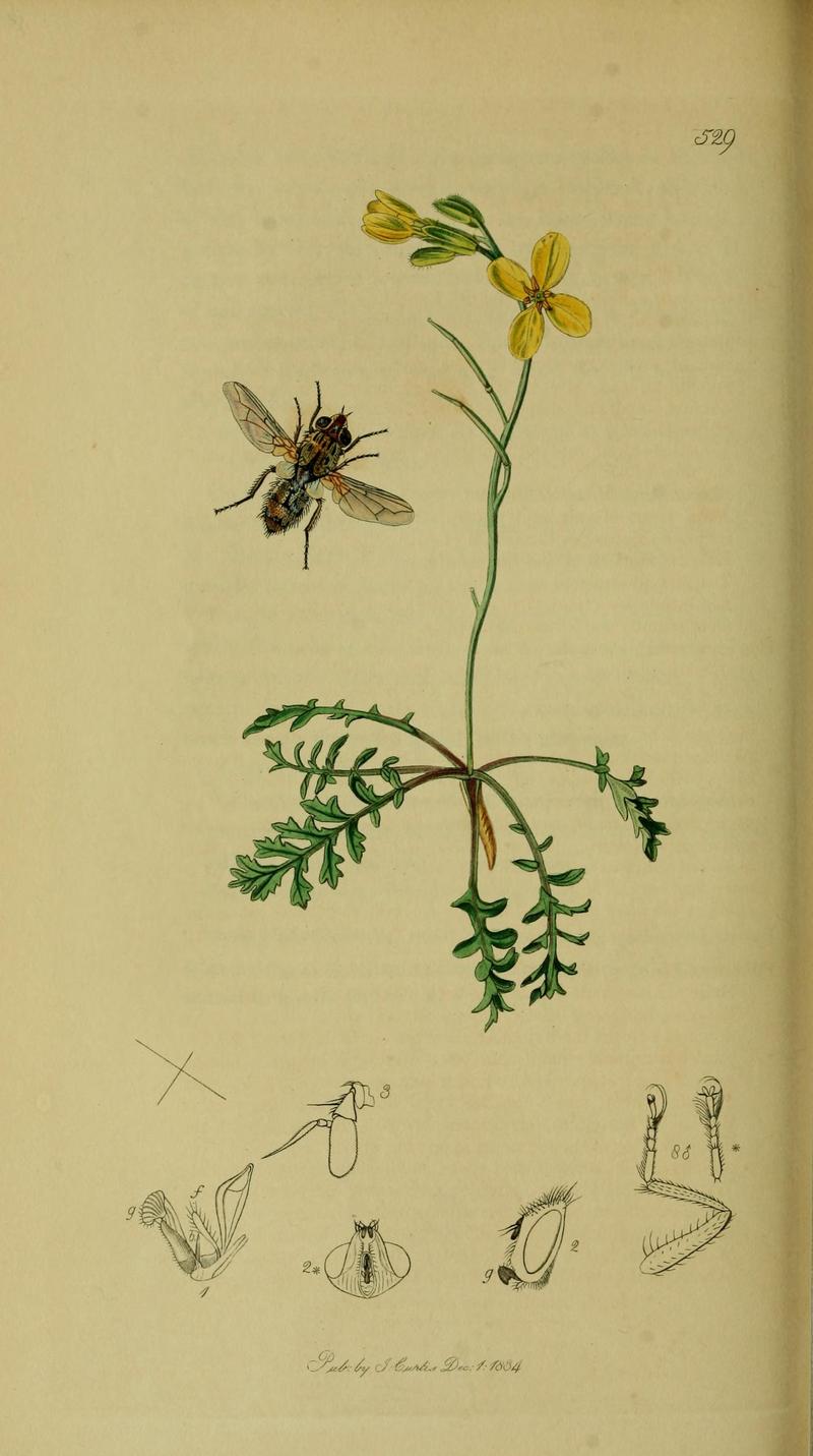 Britishentomologyvolume8Plate529