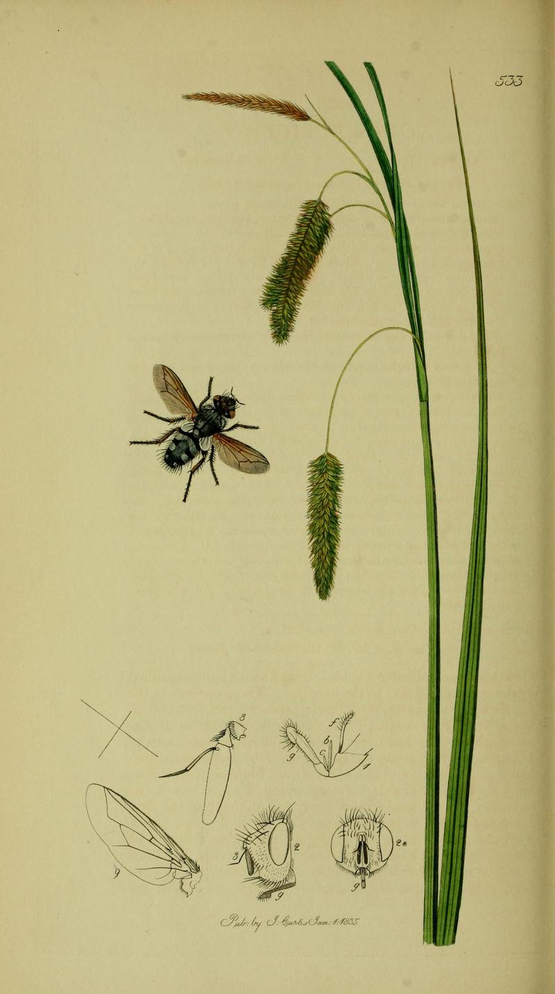 Britishentomologyvolume8Plate533