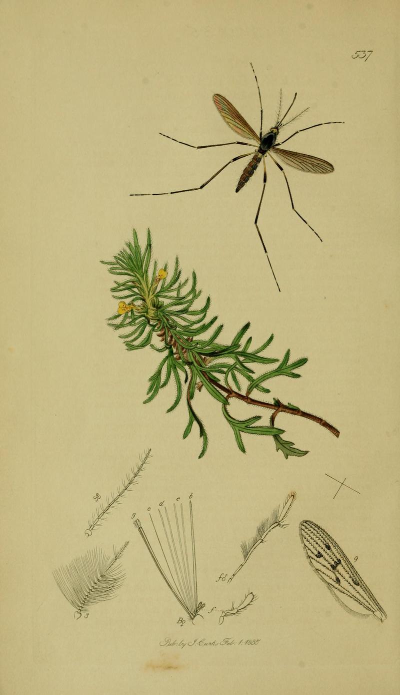 Britishentomologyvolume8Plate537