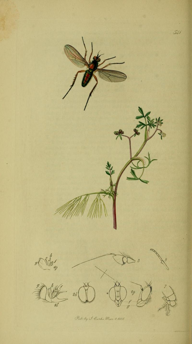 Britishentomologyvolume8Plate541