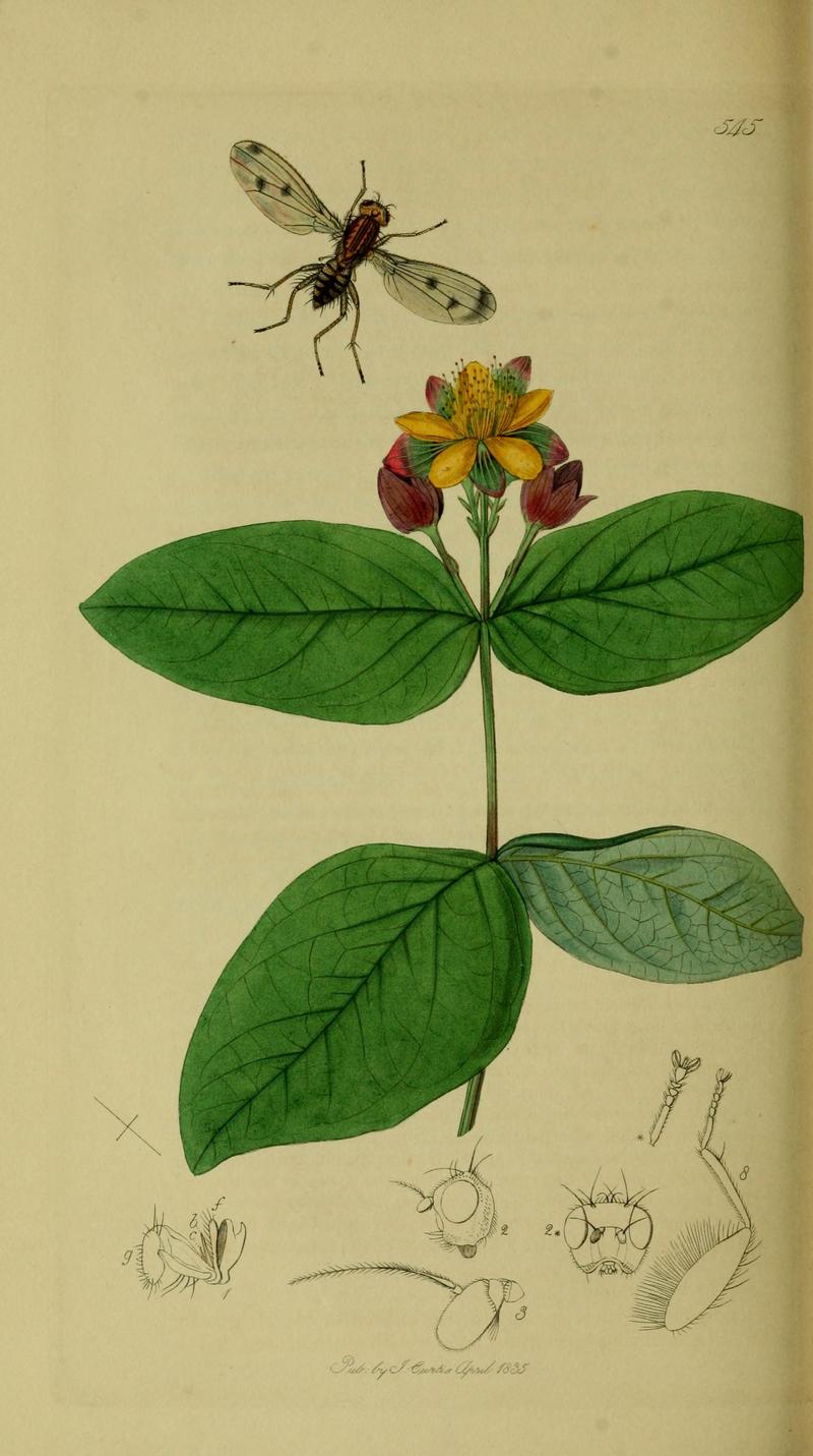 Britishentomologyvolume8Plate545