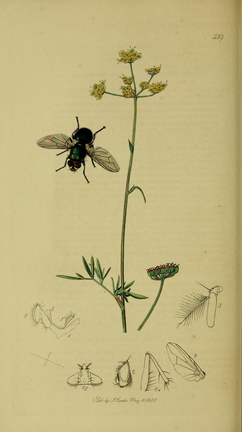 Britishentomologyvolume8Plate549