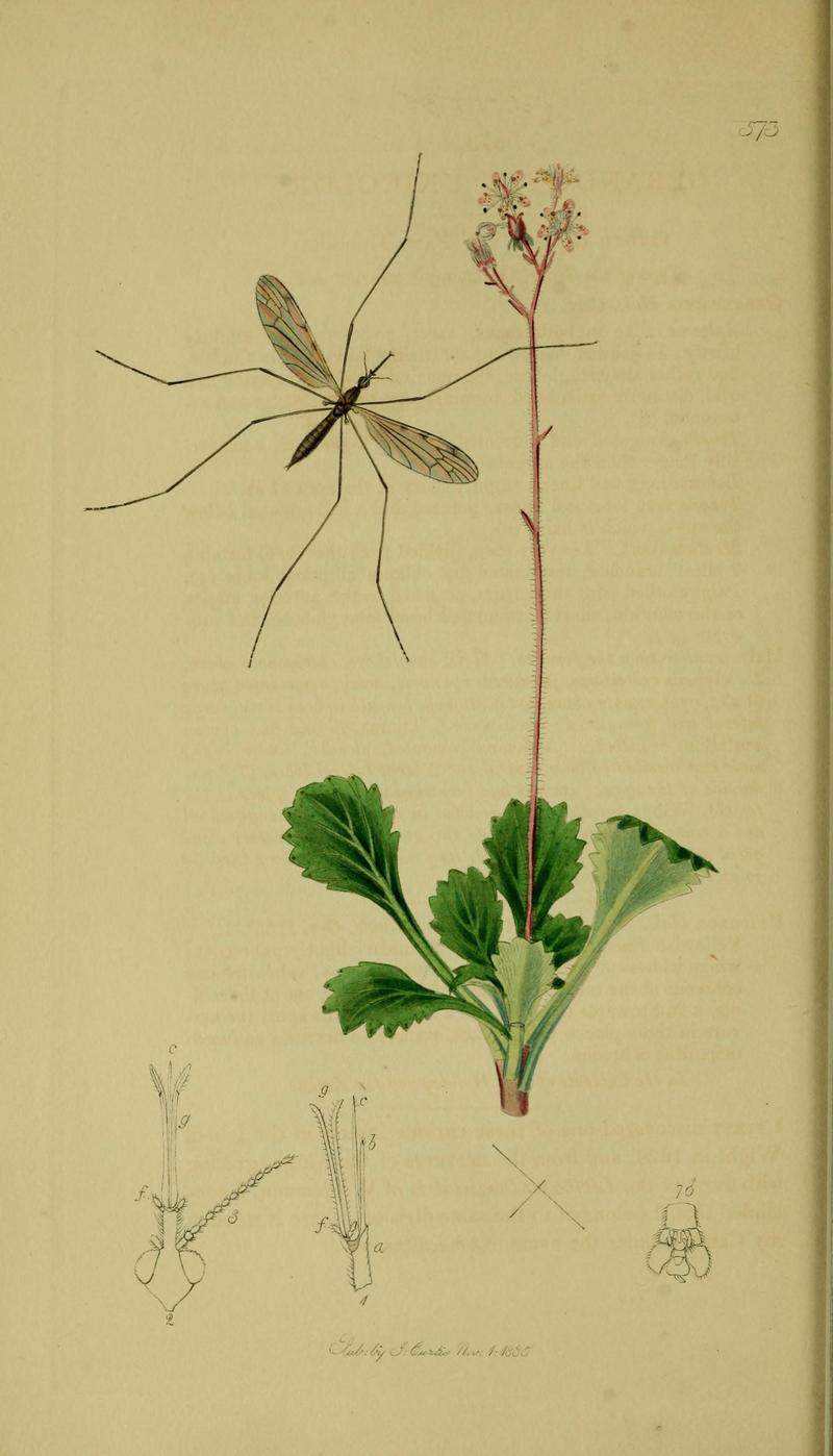 Britishentomologyvolume8Plate573
