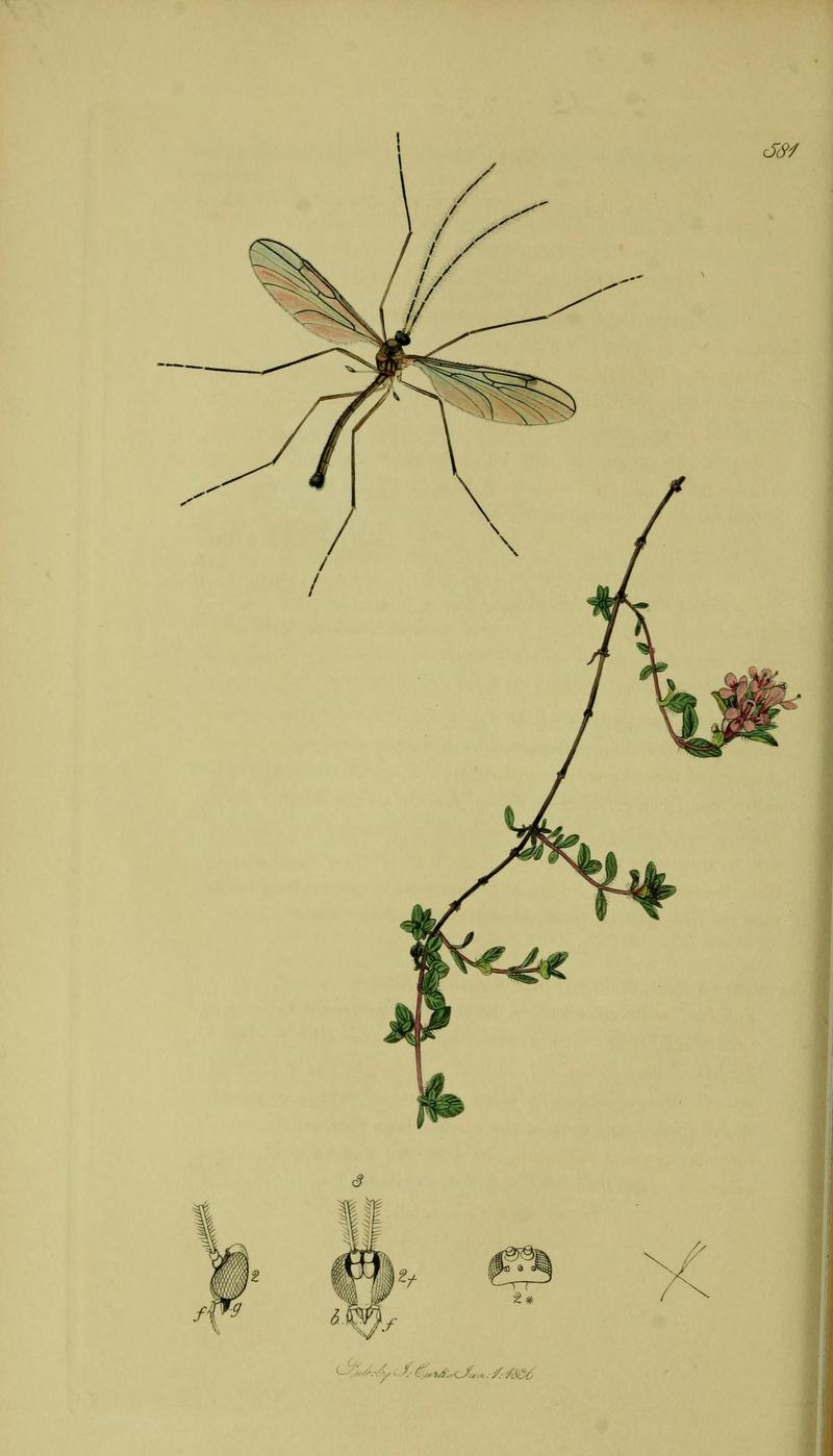 Britishentomologyvolume8Plate581