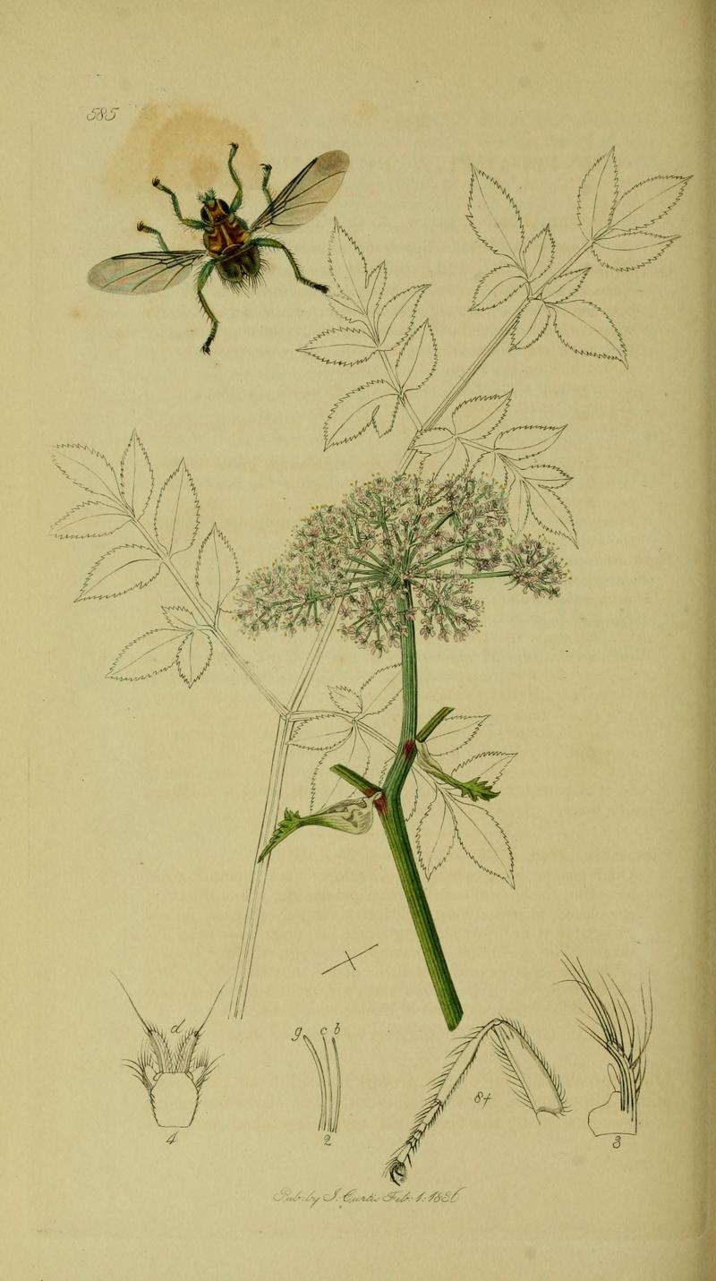 Britishentomologyvolume8Plate585