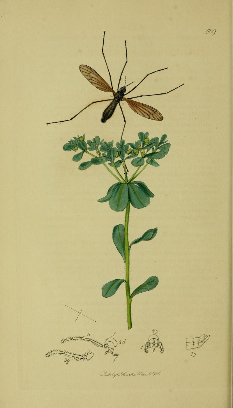 Britishentomologyvolume8Plate589