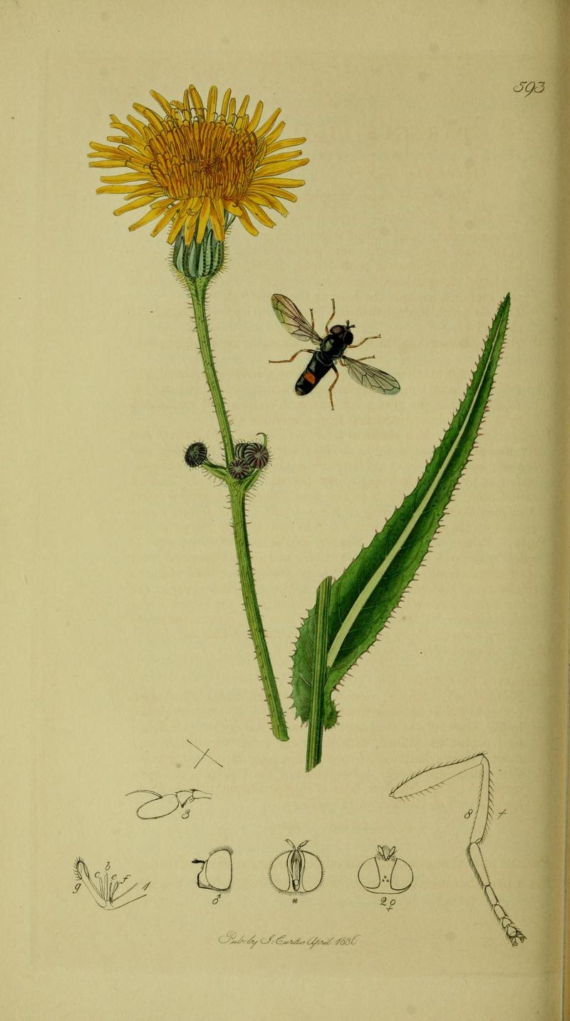 Britishentomologyvolume8Plate593