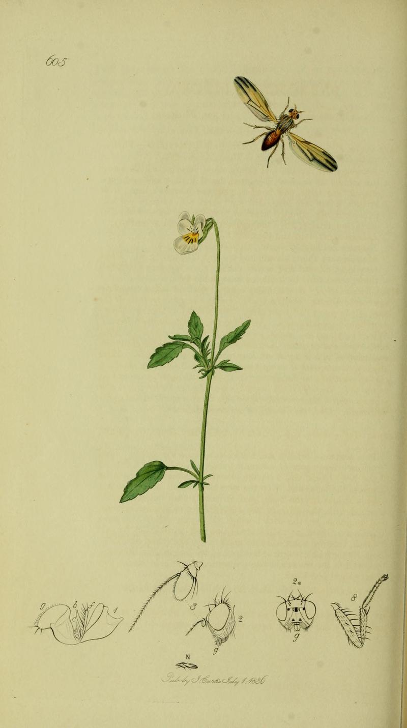 Britishentomologyvolume8Plate605