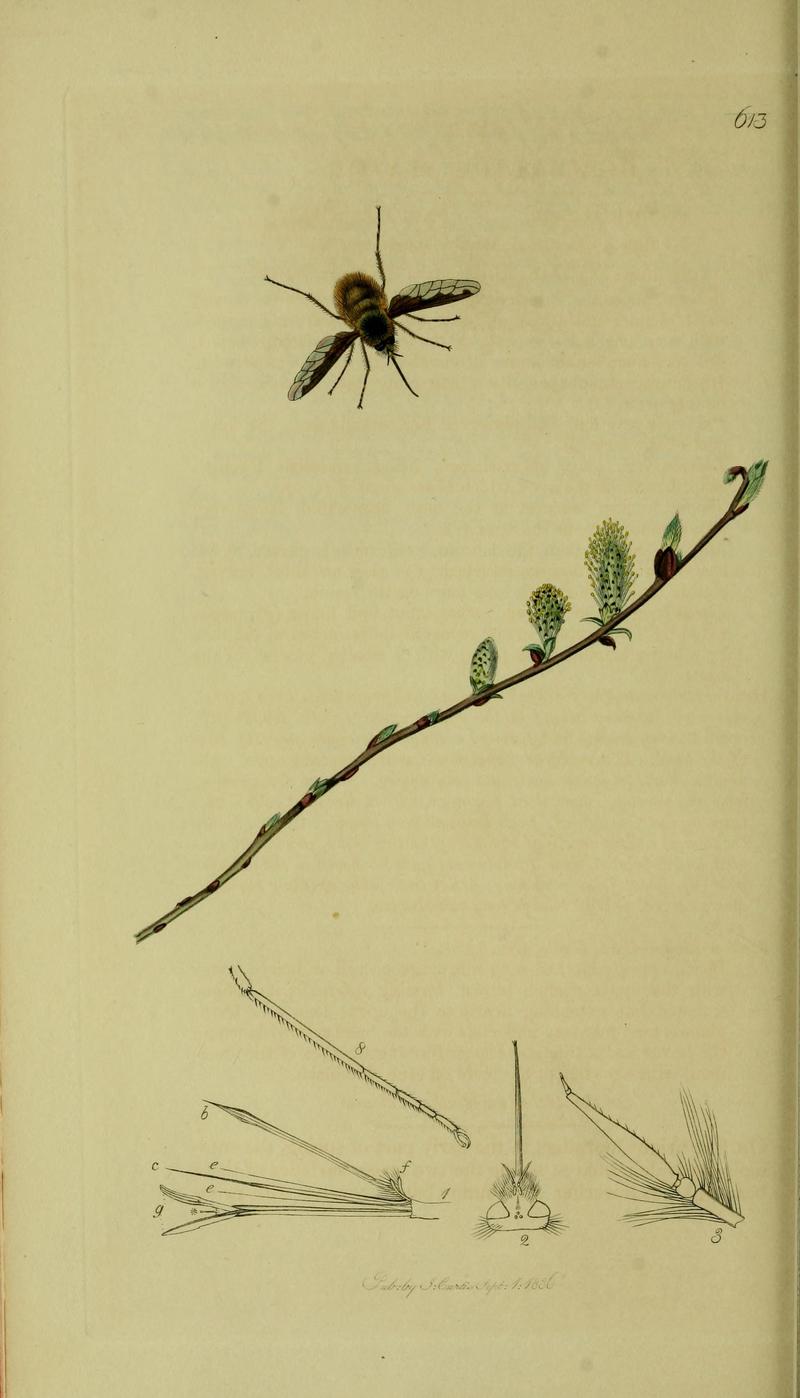 John Curtis British Entomology 18241840 Folio 613 Diptera Bombylius major The plant is Salix repens Creeping Willow