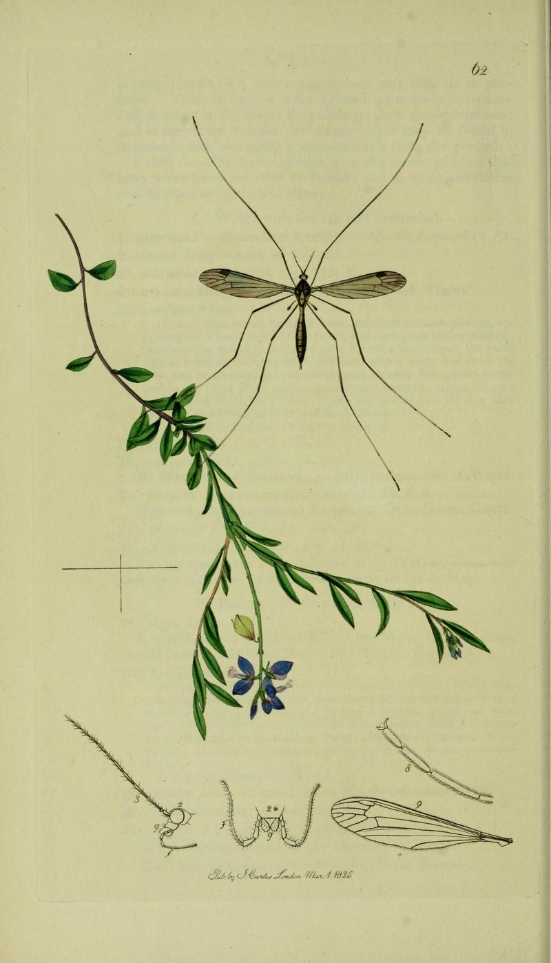 Britishentomologyvolume8Plate62