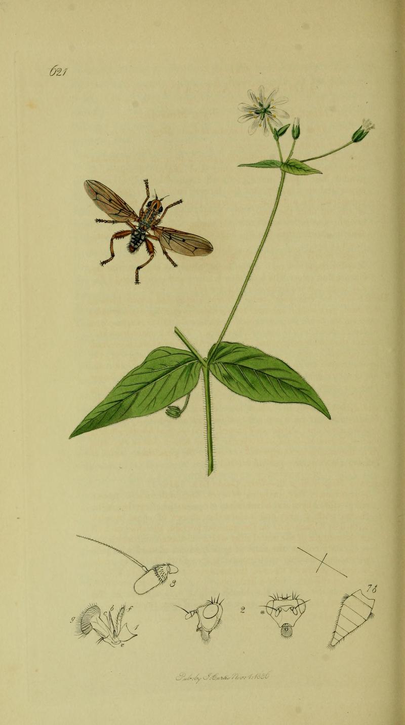 Britishentomologyvolume8Plate621